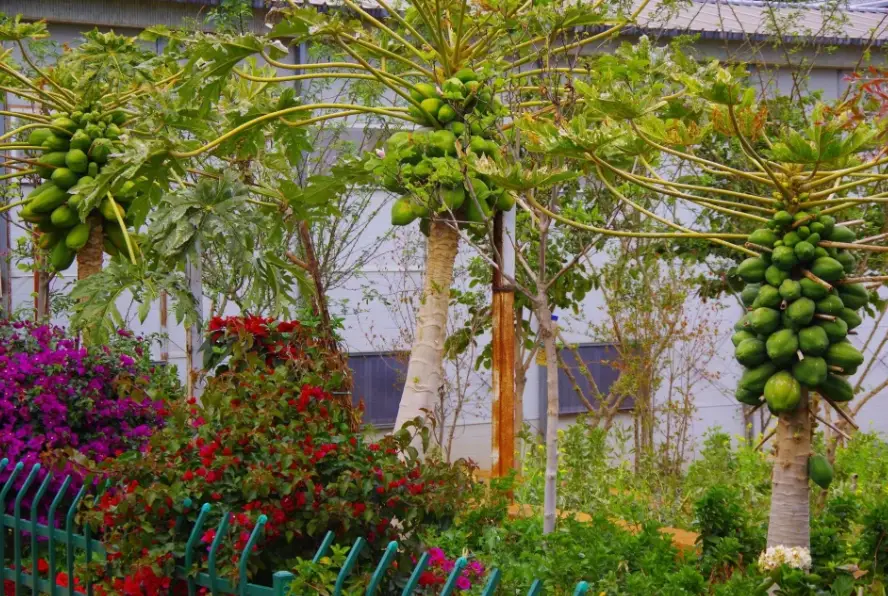 木瓜種植方法