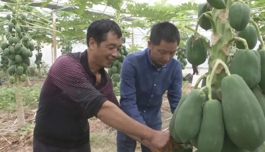 果樹矮化管理