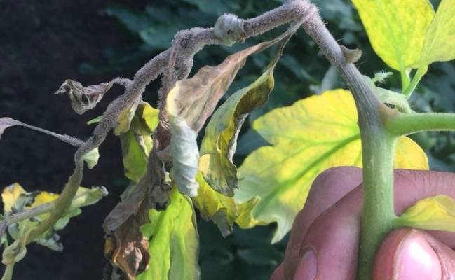 番茄病害症狀 番茄病害症狀