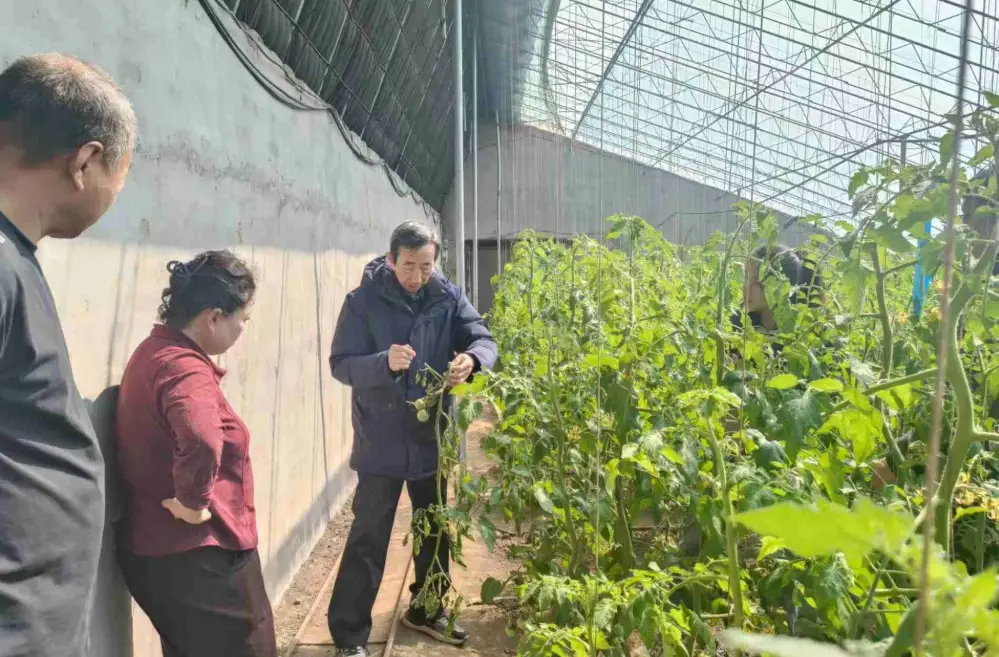 番茄莖腐病治療