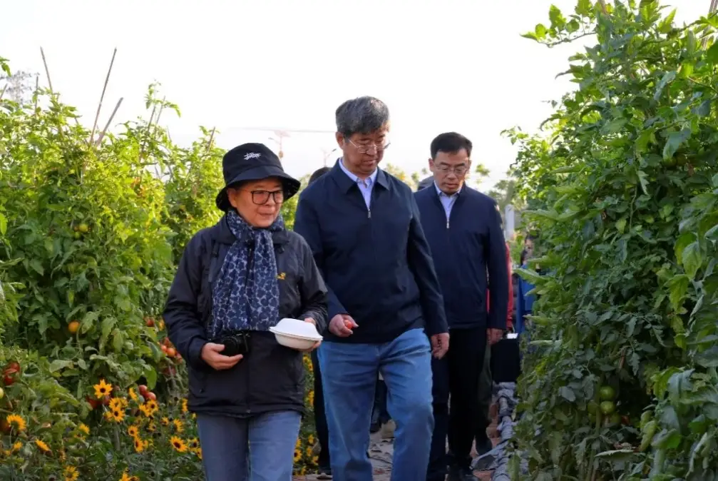 番茄病害症狀 番茄病害症狀