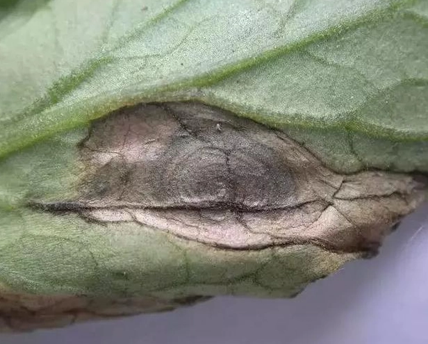 番茄病害症狀 番茄病害症狀