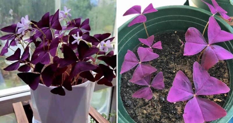 室內植物栽培