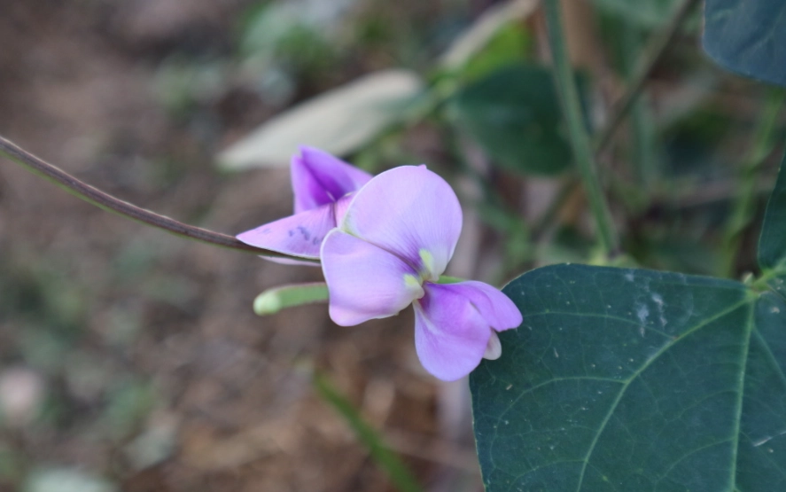 菜豆樹花期 菜豆樹花期