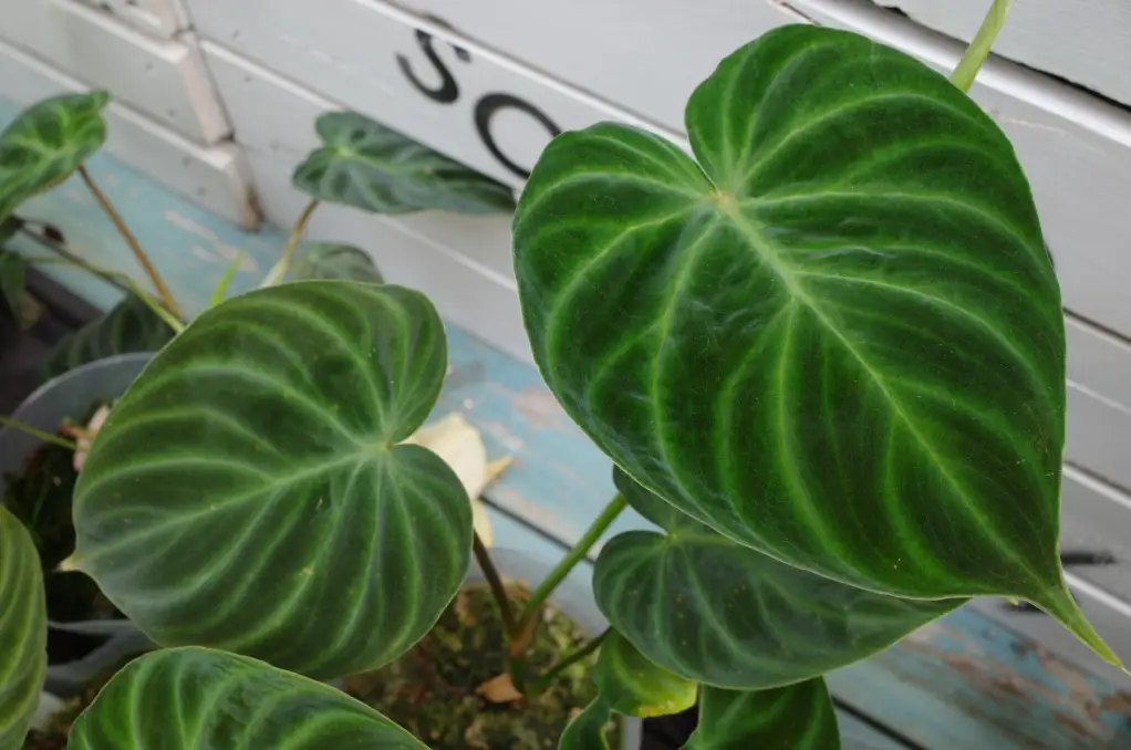 室內觀葉植物 室內觀葉植物