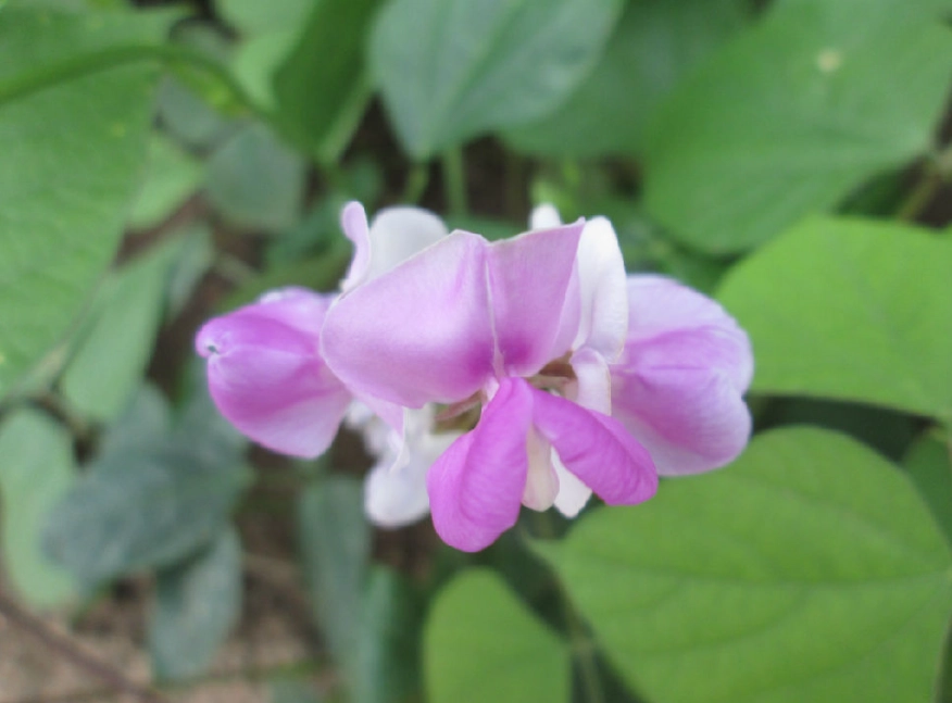 菜豆樹花期 菜豆樹花期