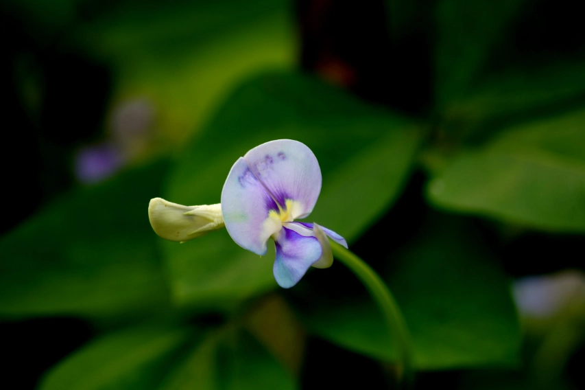 台灣賞花地點 台灣賞花地點