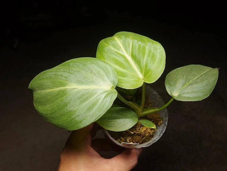 蔓綠絨 配土