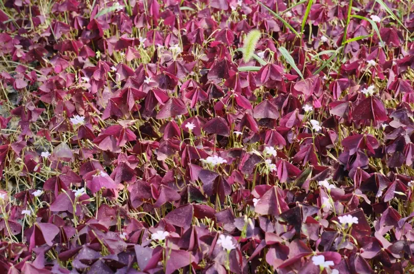室內植物栽培 室內植物栽培
