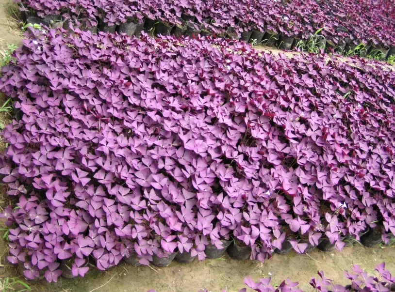 室內植物栽培 室內植物栽培