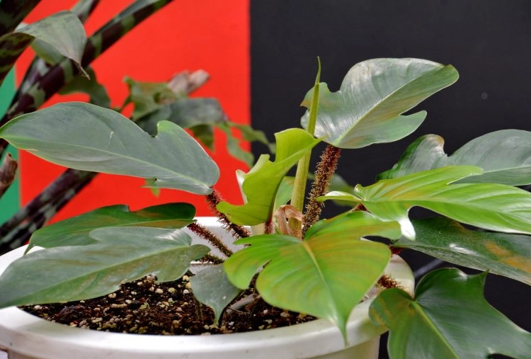室內觀葉植物 室內觀葉植物