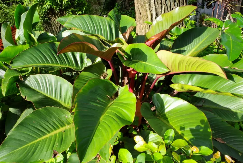 室內植物 介質