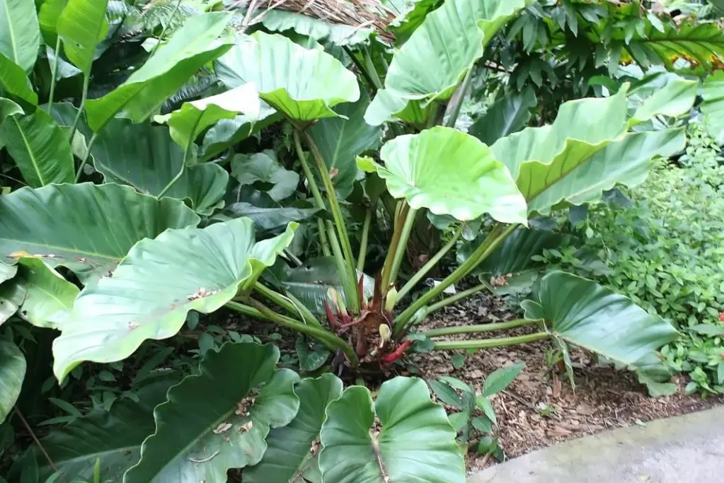 室內植物 介質