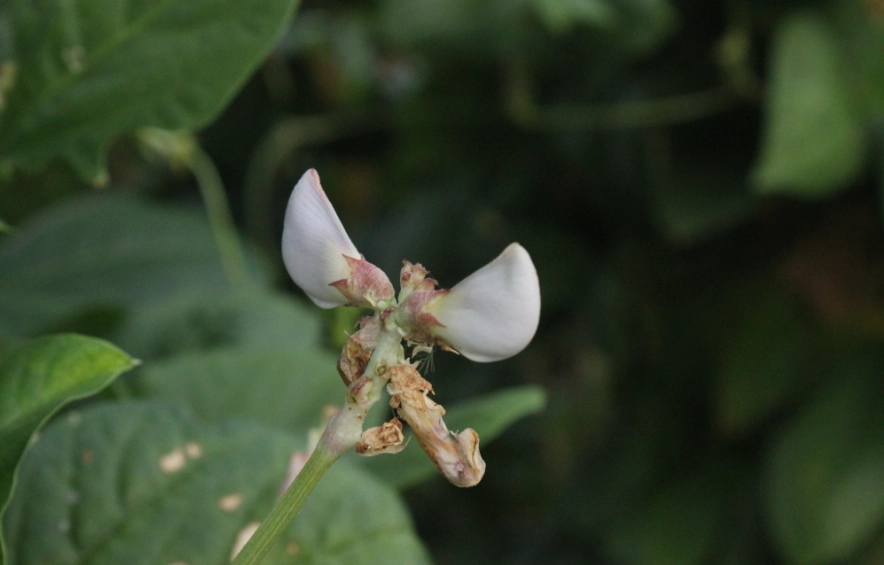 菜豆樹花期