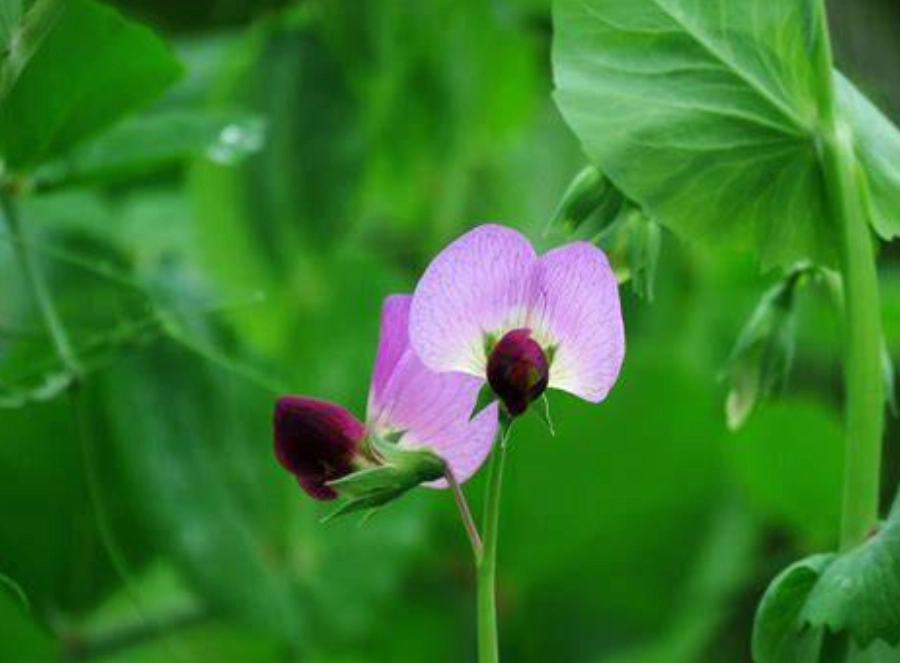 台灣賞花地點 台灣賞花地點