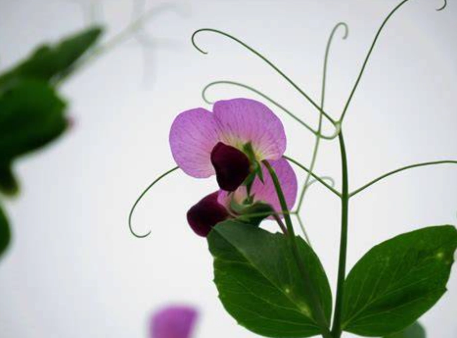 菜豆樹花期 菜豆樹花期