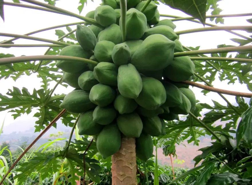 木瓜施肥 木瓜施肥