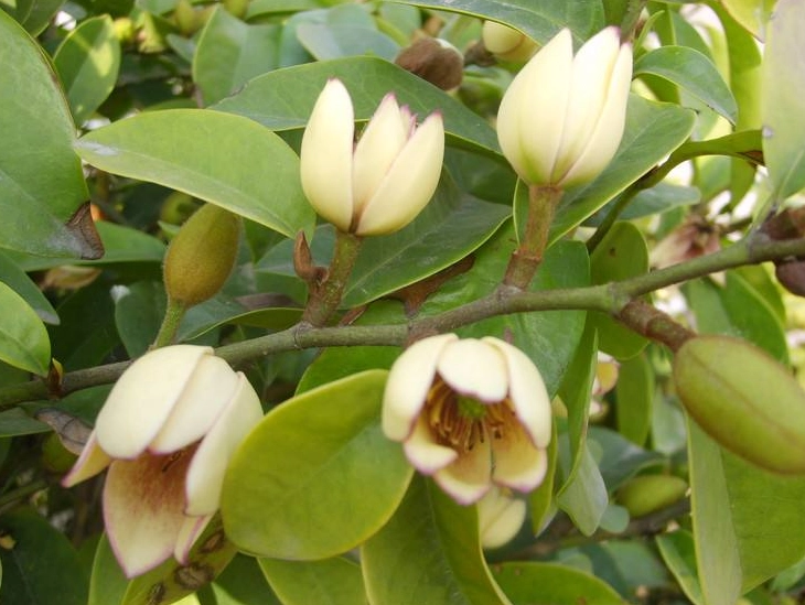 含笑花茶 含笑花茶