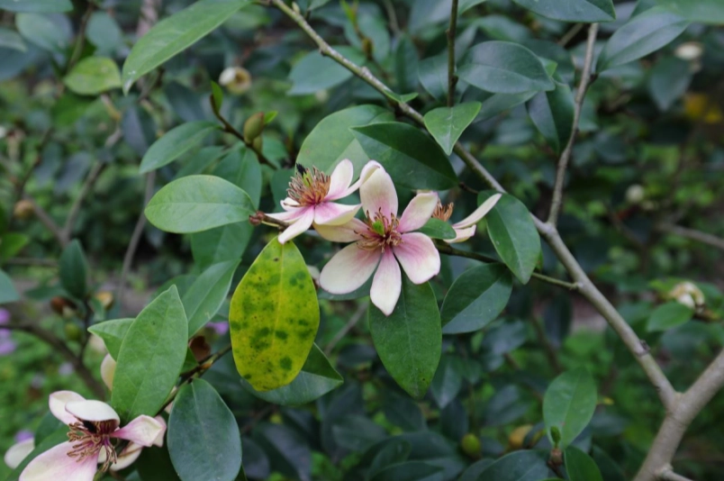 含笑花功效 含笑花功效