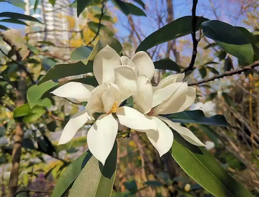 含笑花茶 含笑花茶