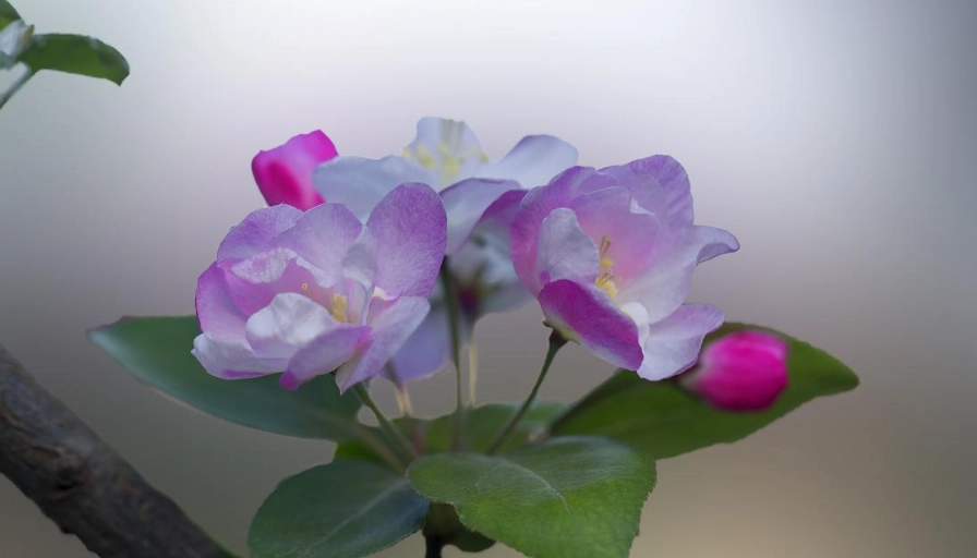 台灣四季開花植物