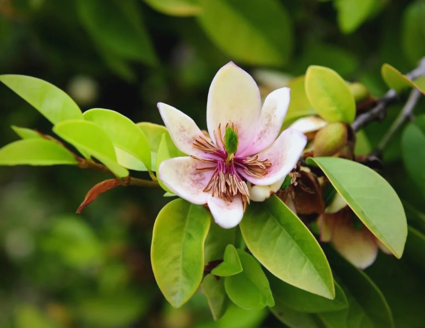含笑花茶 含笑花茶
