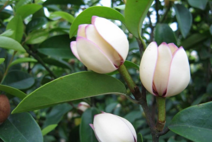 含笑花茶 含笑花茶