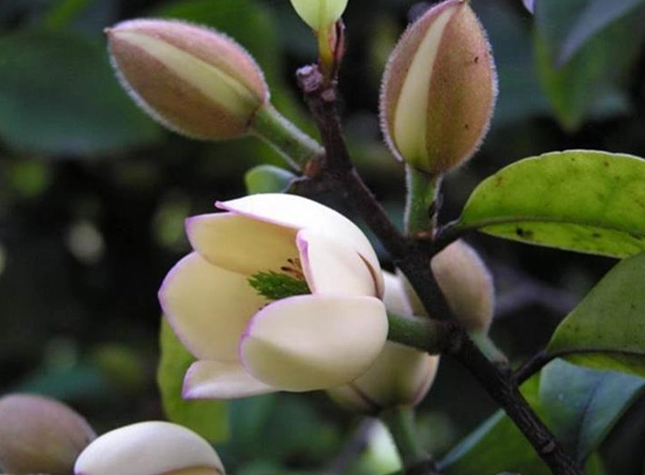 含笑花功效 含笑花功效