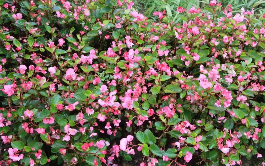 全年開花植物養護 全年開花植物養護