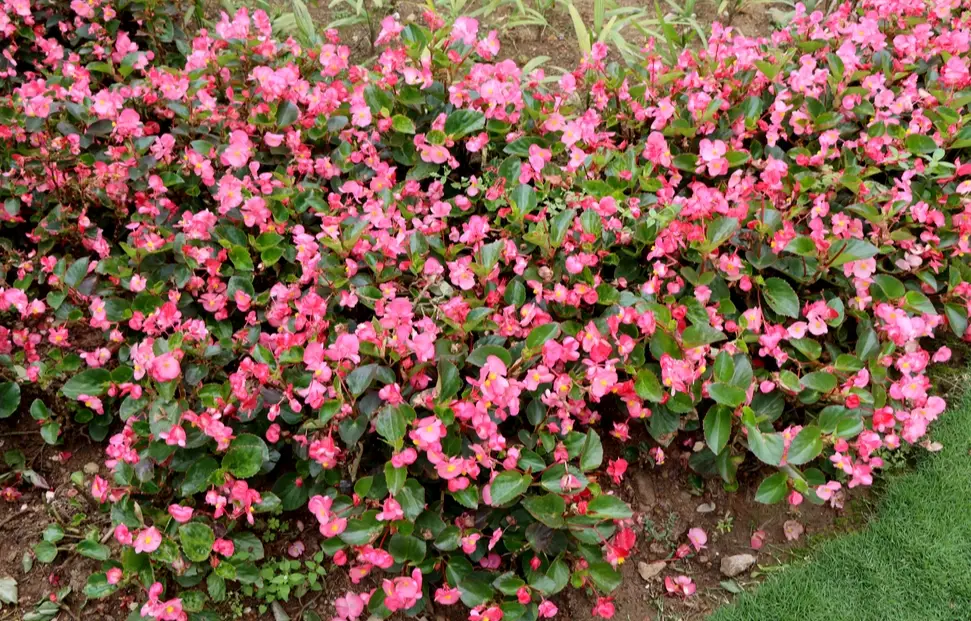 全年開花植物養護 全年開花植物養護