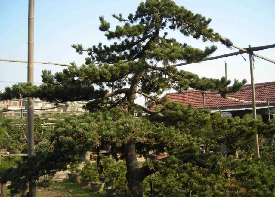 松樹修剪時間