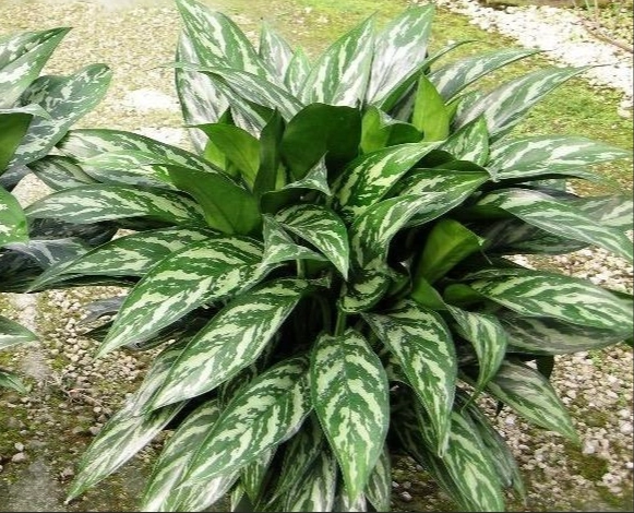 觀葉植物顯色