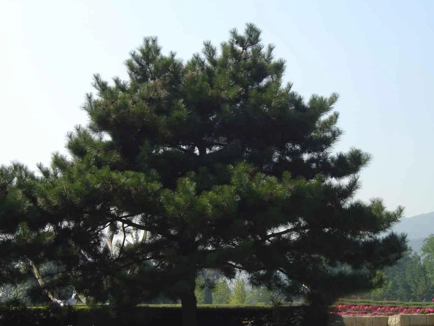 黑松 針葉 修剪