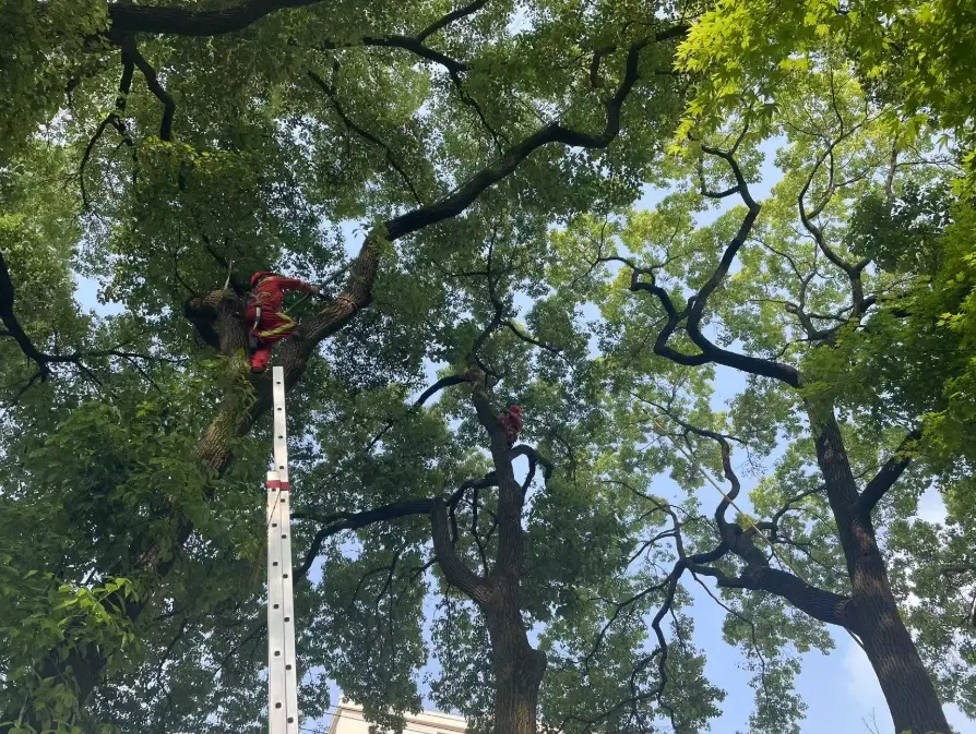 松樹修剪方法 松樹修剪方法