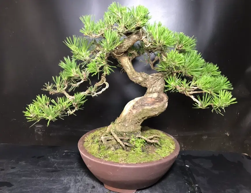 黑松 短葉 技巧