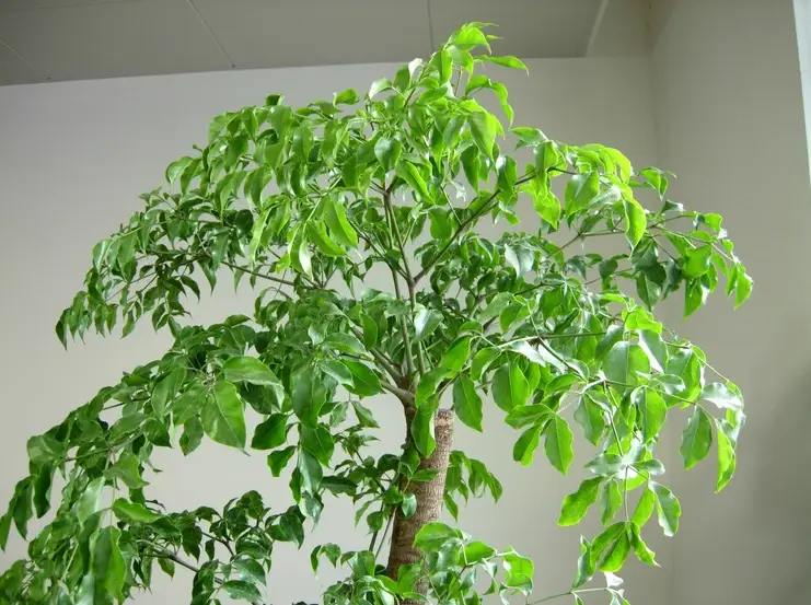 新社幸福樹果實