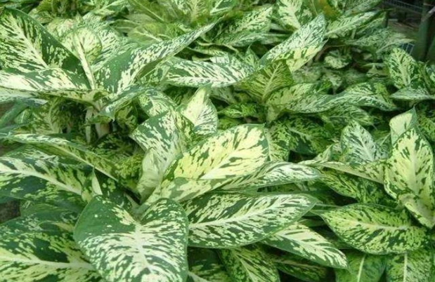 粗肋草照顧 粗肋草照顧