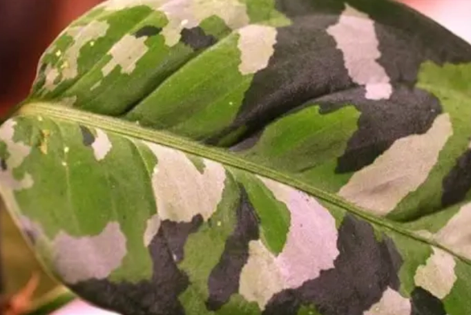 迷彩粗肋草 迷彩粗肋草