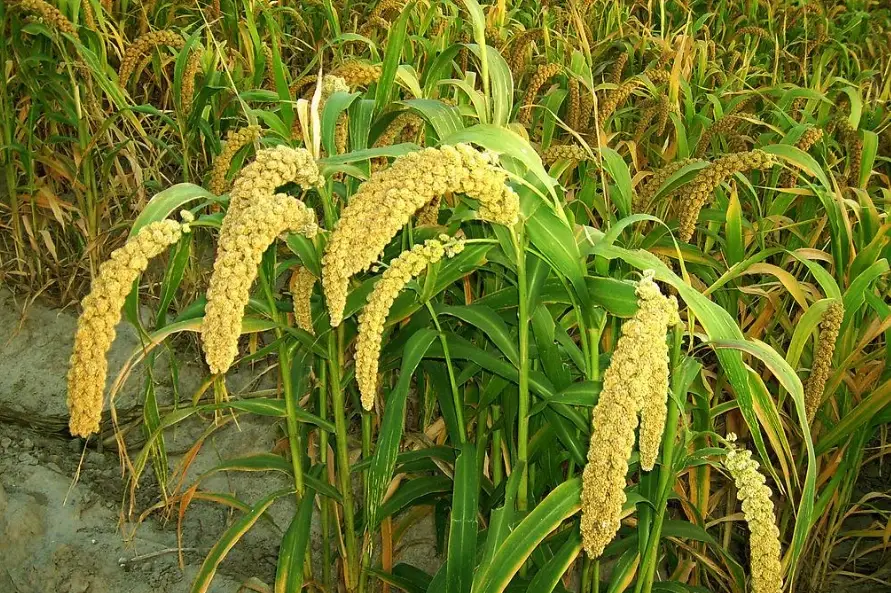 粟米栽培技巧