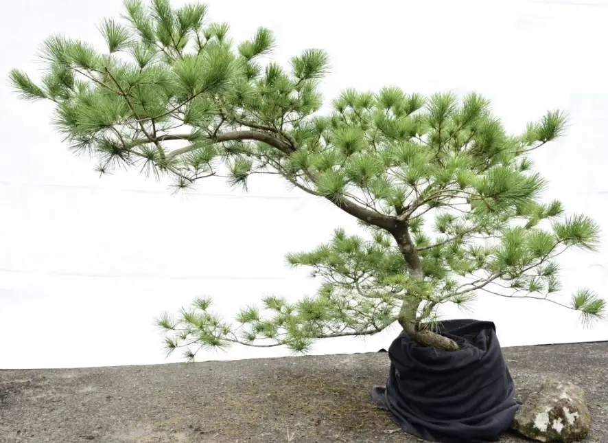 五葉松照顧