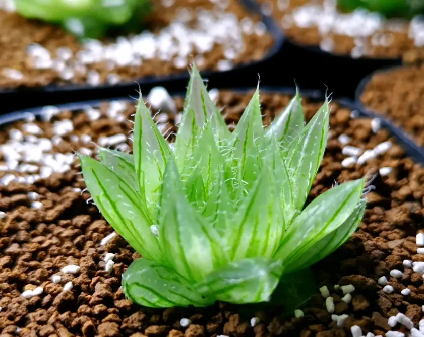草坪枯黃解決