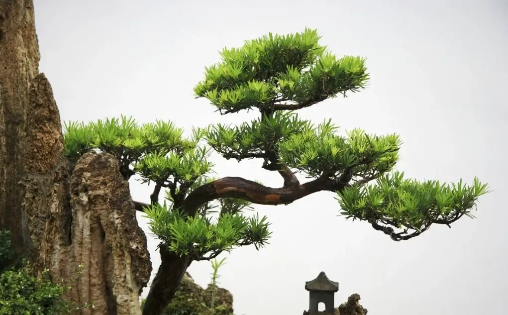 松樹修剪時間 松樹修剪時間