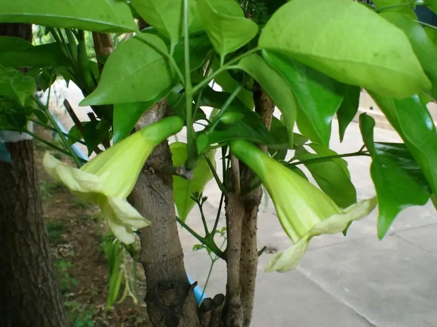 新社幸福樹果實