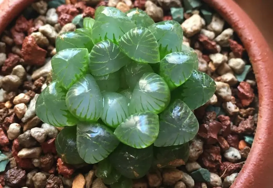 玉龍草枯黃原因