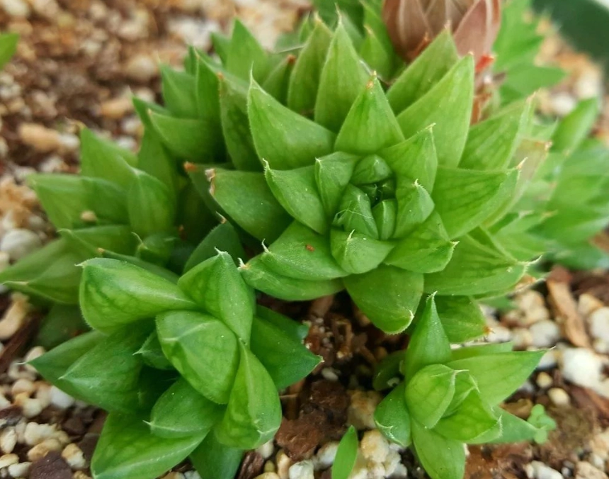 玉龍草枯黃原因