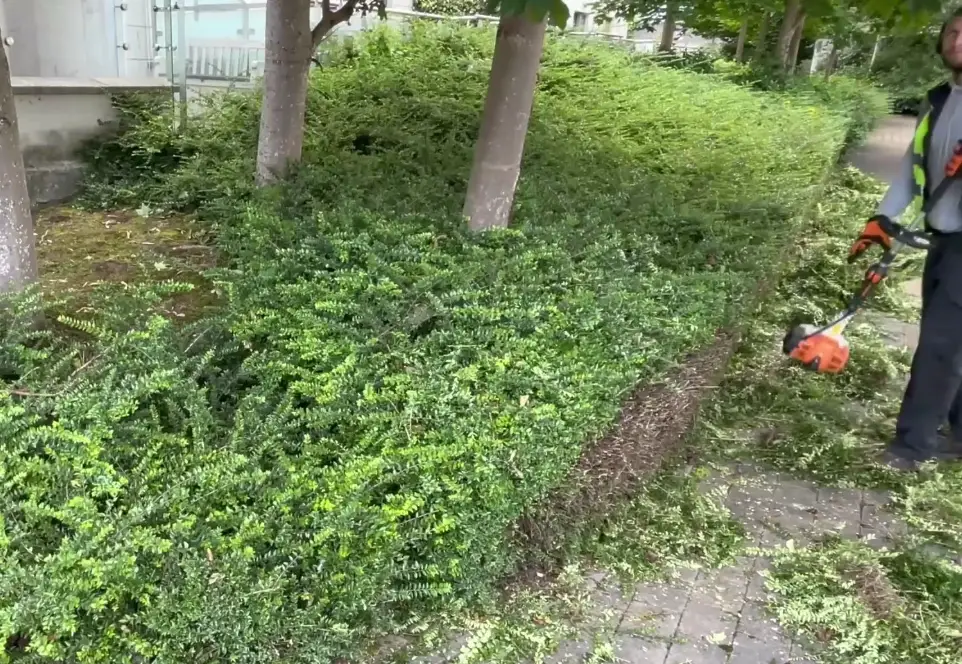 松樹修剪方法