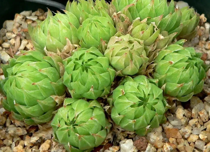玉龍草枯黃原因
