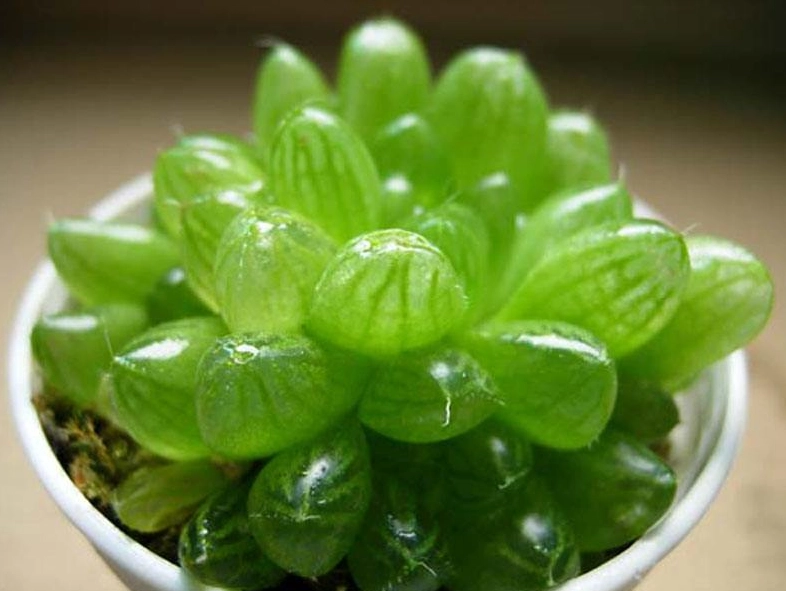 草坪枯黃解決