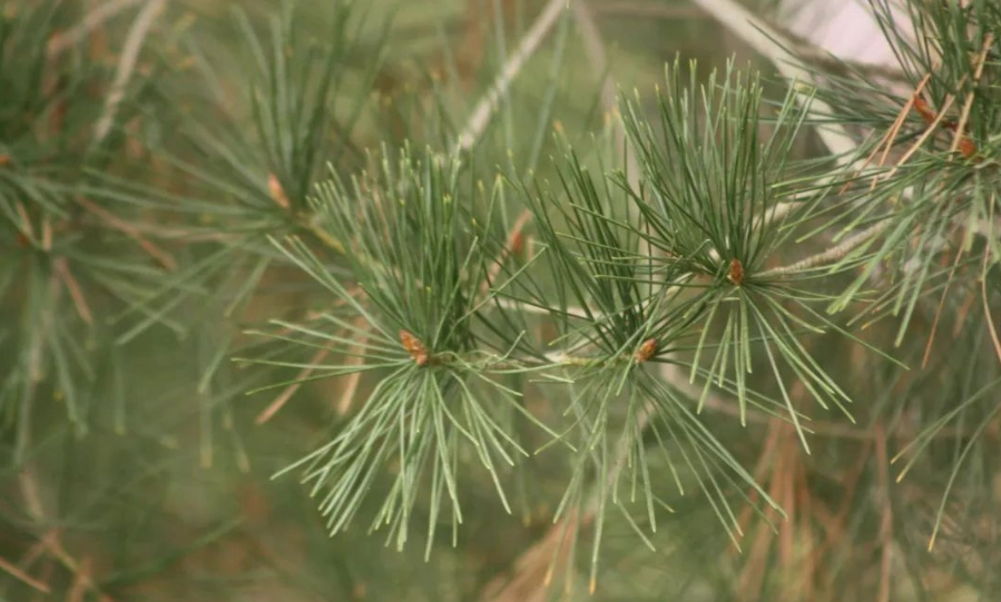 黑松 針葉 修剪