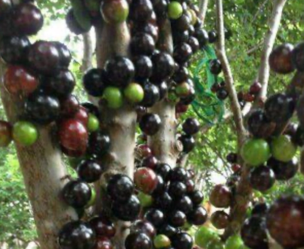 嘉寶果盆栽 嘉寶果盆栽